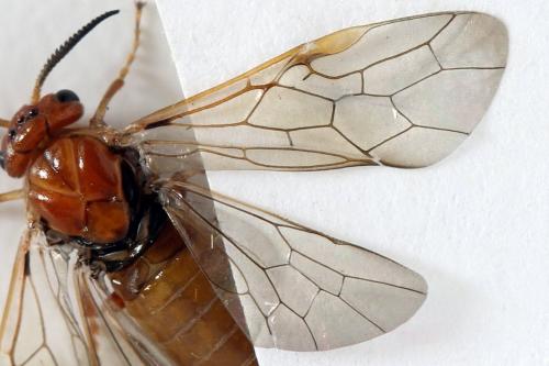 Réf. 314 260 : Neodiprion sertifer