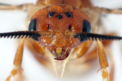 Réf. 314 261 : Neodiprion sertifer