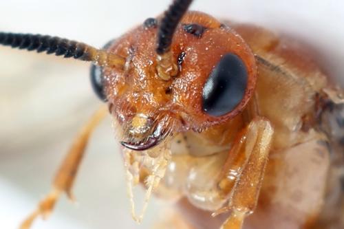 Réf. 314 262 : Neodiprion sertifer