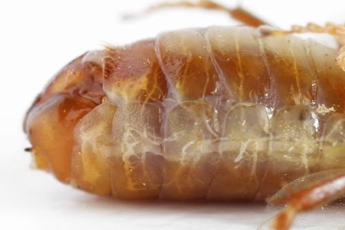 Réf. 314 263 : Neodiprion sertifer