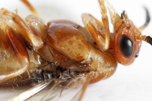 Réf. 314 264 : Neodiprion sertifer