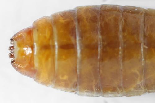 Réf. 314 265 : Neodiprion sertifer