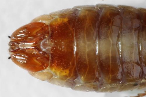 Réf. 314 266 : Neodiprion sertifer