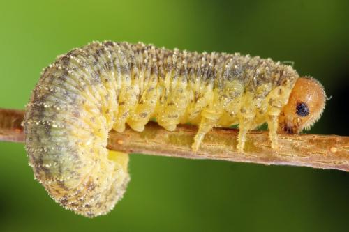 Réf. 314 084 : Rhogogaster scalaris