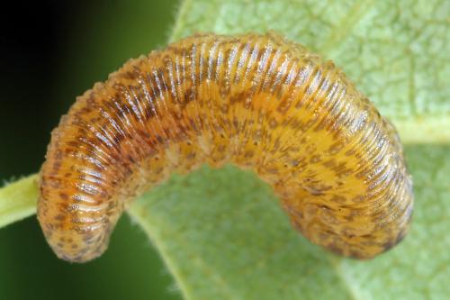 Réf. 314 087 : Rhogogaster scalaris