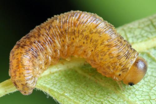 Réf. 314 088 : Rhogogaster scalaris