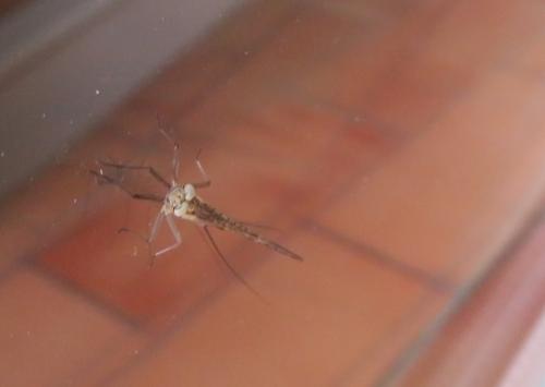 Réf. 314 917 : Ecdyonurus sp.