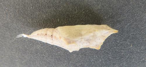 Réf. 314 549 : Pontia daplidice