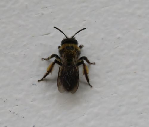 Andrena sp.