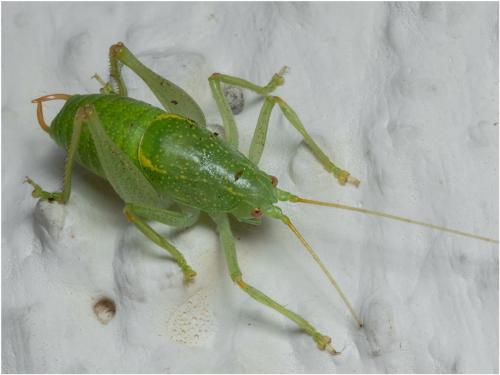 Réf. 314 436 : Cyrtaspis scutata