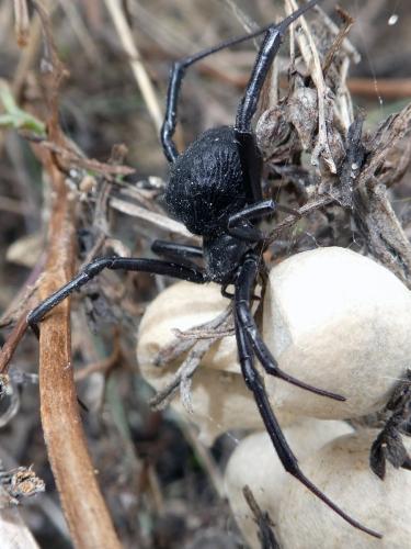 Latrodectus tredecimguttatus