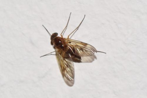 Chrysopilus laetus