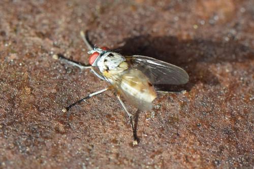 Réf. 314 337 : Helina clara