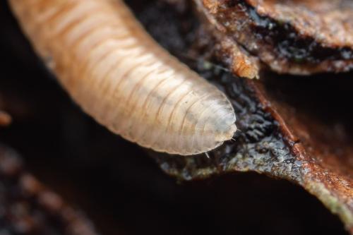 Polyzonium germanicum