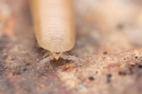 Polyzonium germanicum