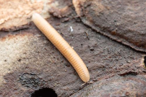 Polyzonium germanicum