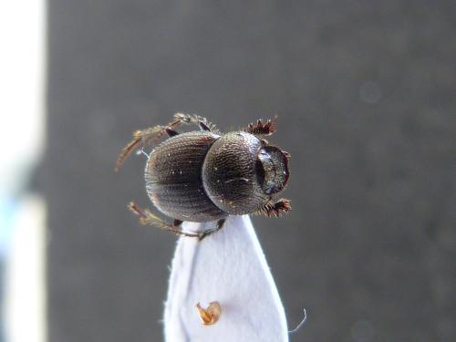 Onthophagus sp.