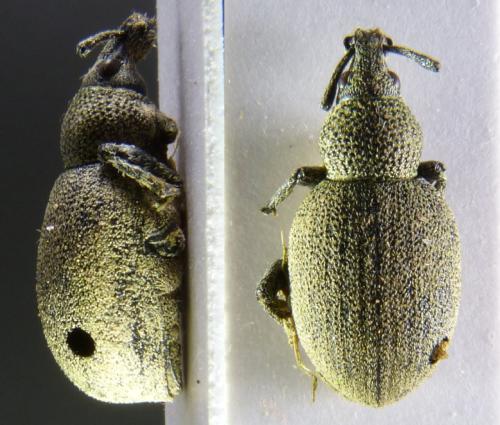 Réf. 314 986 : Otiorhynchus ligustici