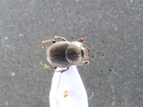 Onthophagus sp.