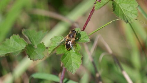 Eristalis tenax