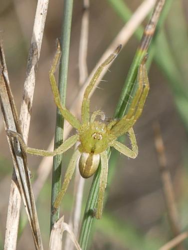 Micrommata ligurina