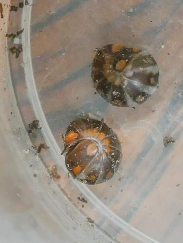 Glomeris sp.