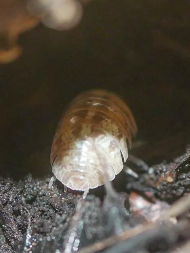 Armadillidium vulgare