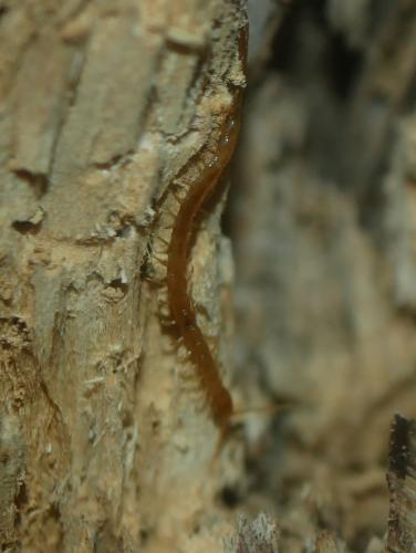 Cryptops sp.