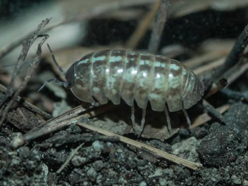 Armadillidium vulgare