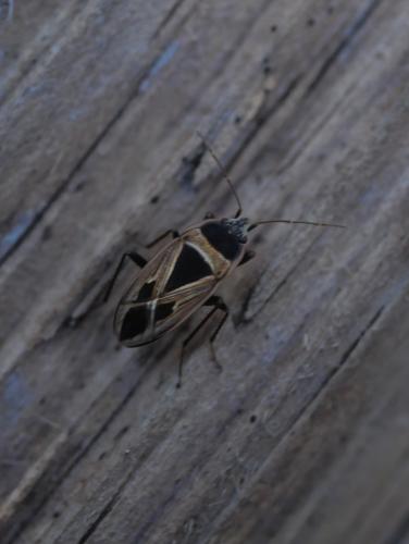 Réf. 314 828 : Xanthochilus minusculus