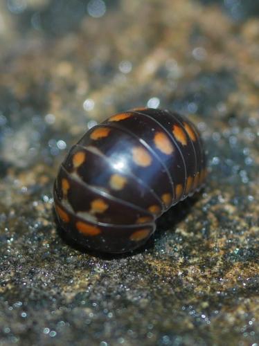 Glomeris esterelana