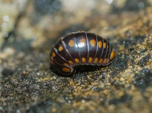 Glomeris esterelana