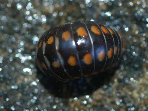 Glomeris esterelana