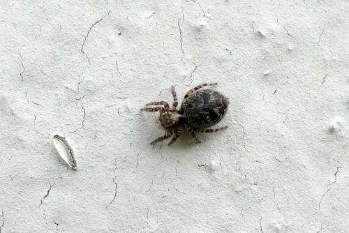 Pseudeuophrys erratica