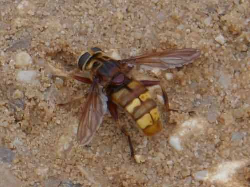 Réf. 314 896 : Milesia crabroniformis