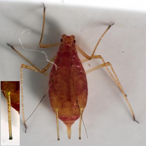 Réf. 314 723 : Macrosiphum euphorbiae