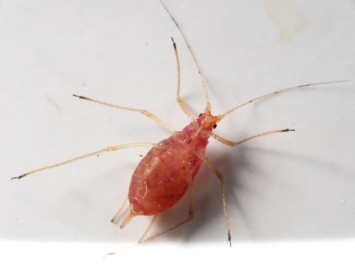 Réf. 314 727 : Macrosiphum euphorbiae