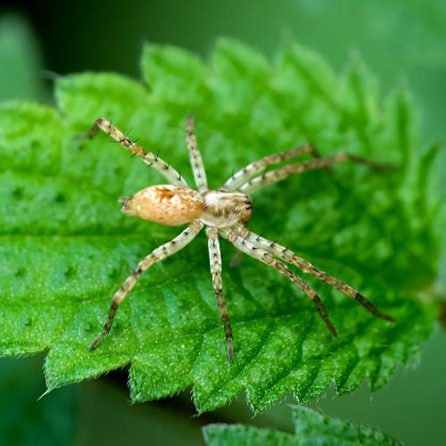 Réf. 314 339 : Anyphaena accentuata