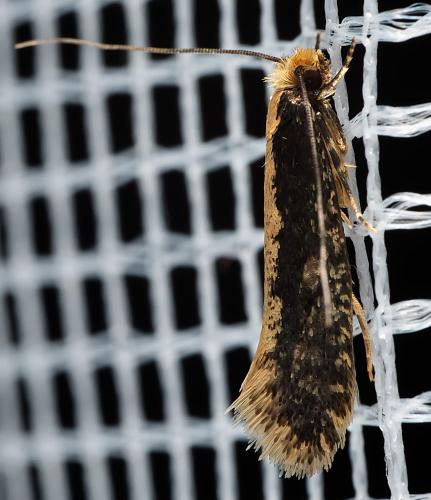 Monopis crocicapitella