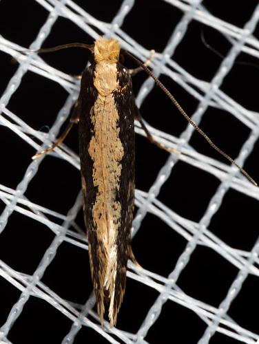 Réf. 314 437 : Monopis crocicapitella