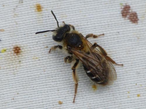 Andrena sp.