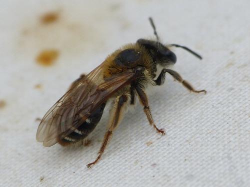 Andrena sp.