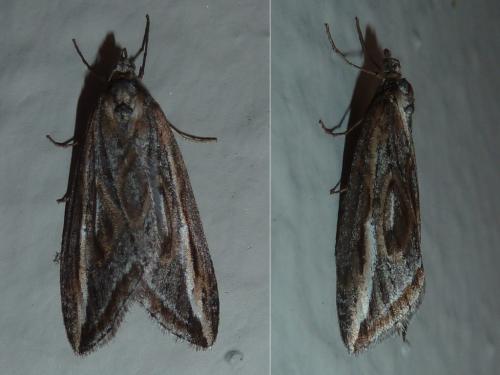 Chesias legatella