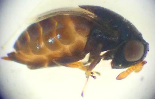 Scutellista caerulea