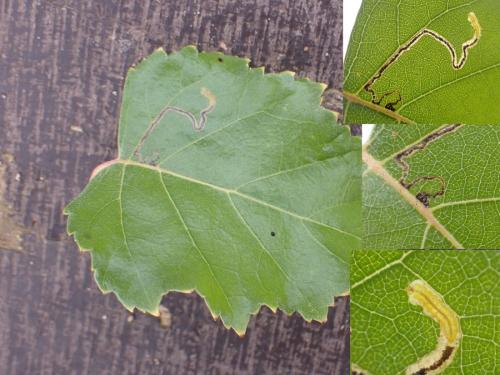 Stigmella betulicola