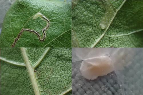 Stigmella betulicola
