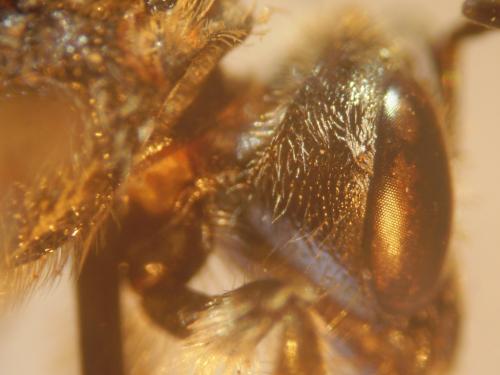 Lasioglossum discum