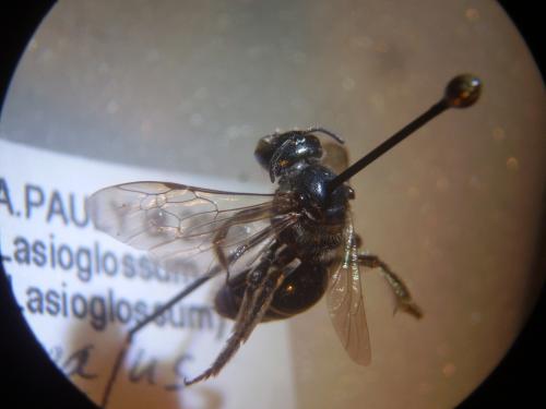 Réf. 314 974 : Lasioglossum majus