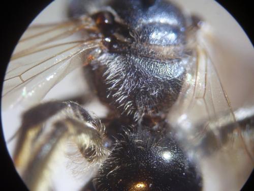 Réf. 314 988 : Lasioglossum majus