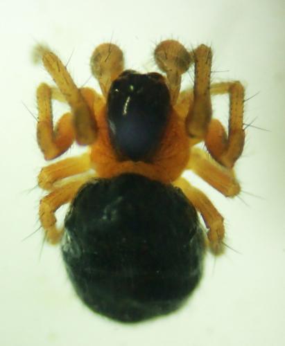 Réf. 314 888 : Hypsosinga sp.